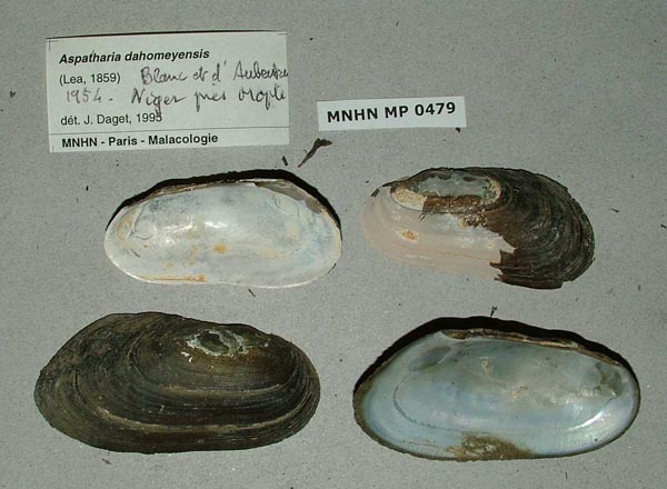 specimen