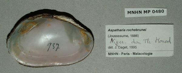 specimen