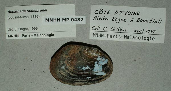 specimen