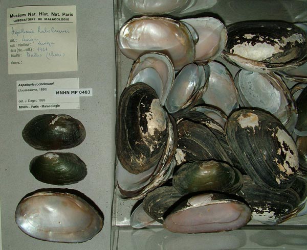 specimen