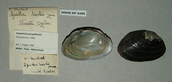 specimen