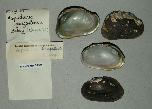 specimen