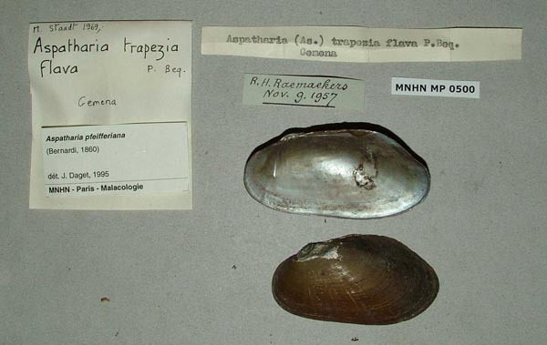 specimen