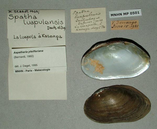 specimen