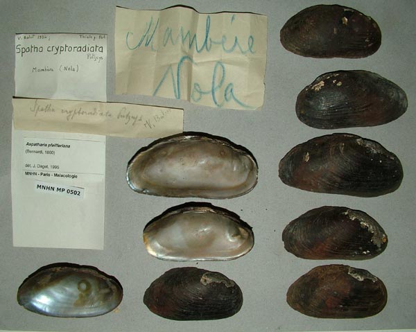 specimen