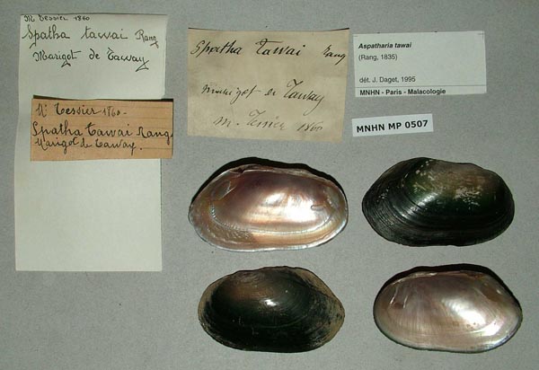 specimen