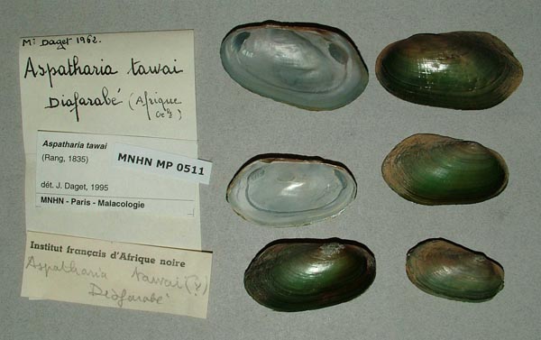 specimen