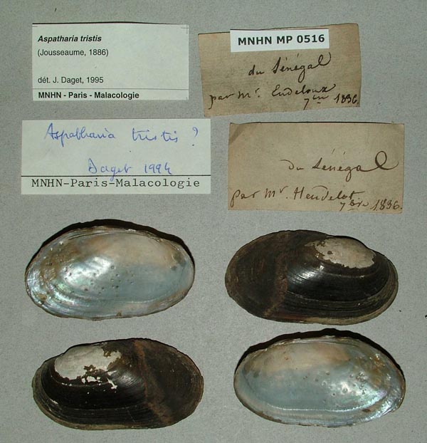 specimen