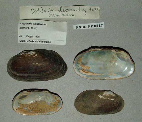 specimen