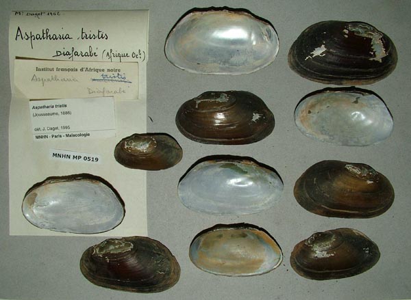 specimen