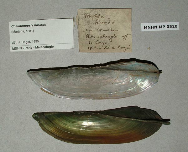 specimen