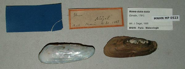 specimen