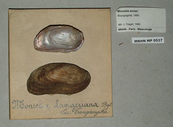 specimen
