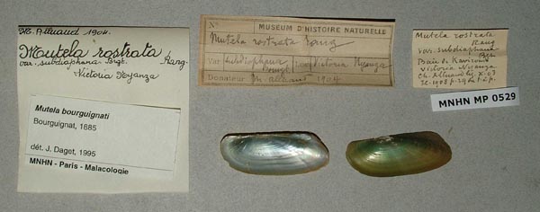 specimen