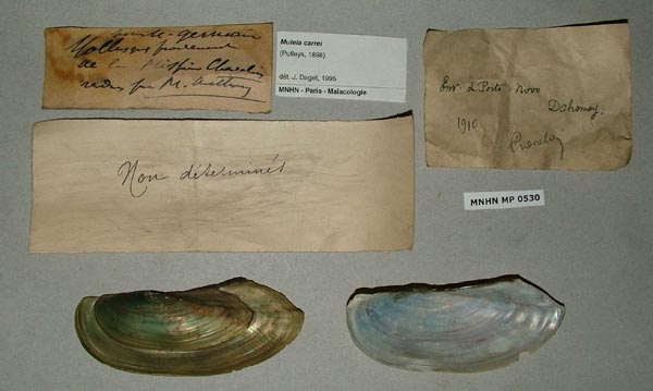 image of lot MNHN_MP_0530