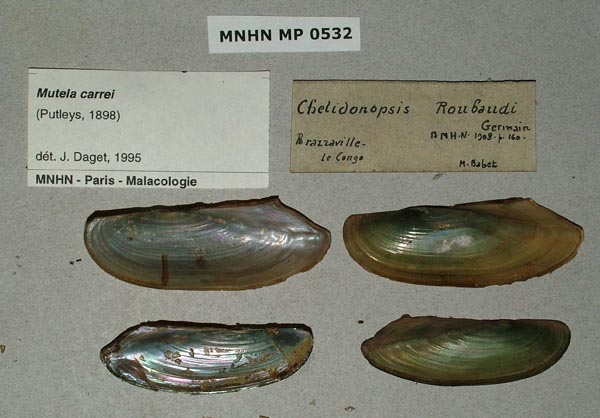 image of lot MNHN_MP_0532 image of lot MNHN_MP_0532