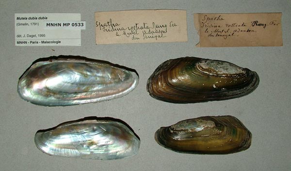 specimen