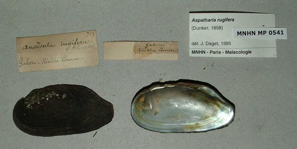specimen