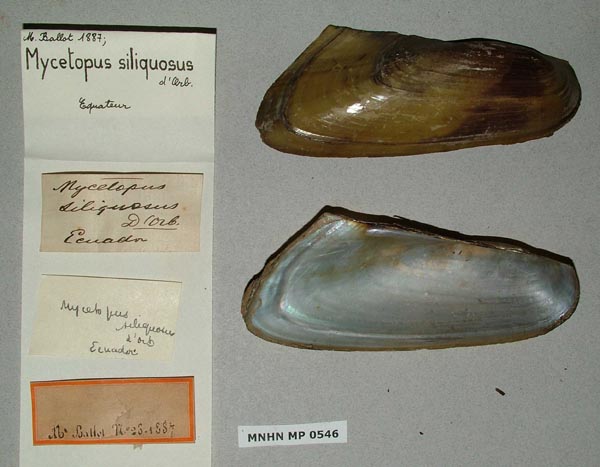 specimen