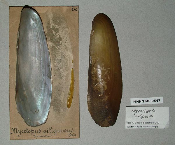 specimen