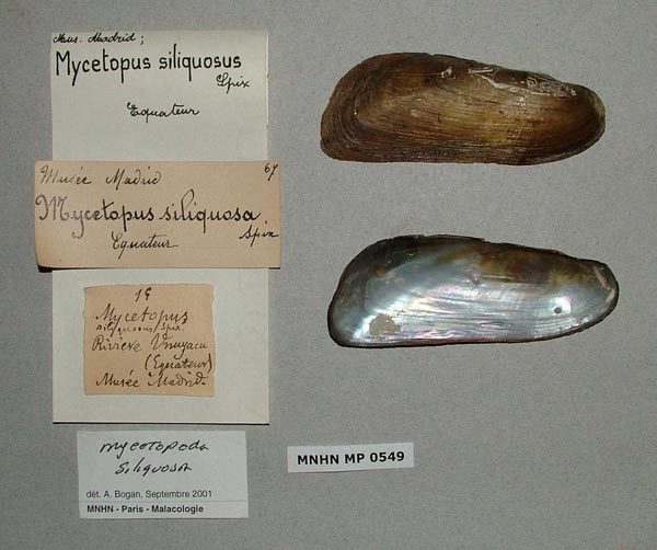 specimen