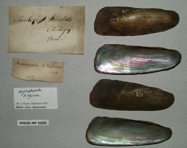 specimen