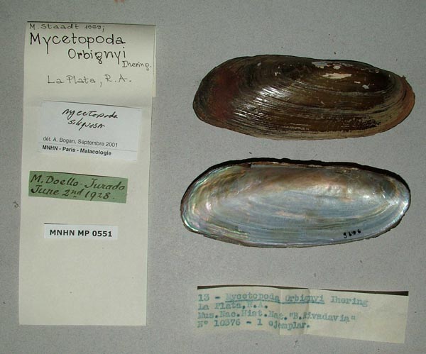 specimen