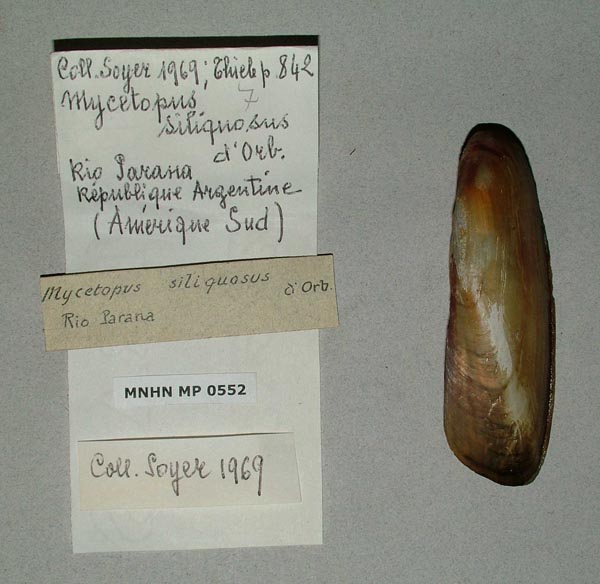specimen