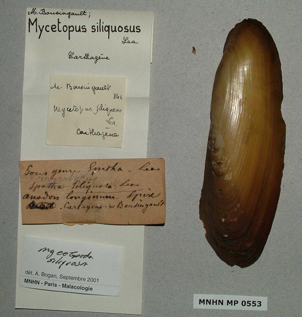 specimen