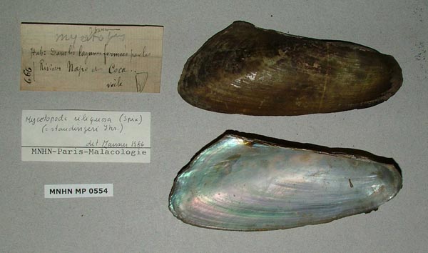 specimen