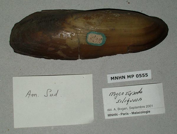 specimen
