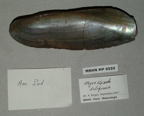 specimen