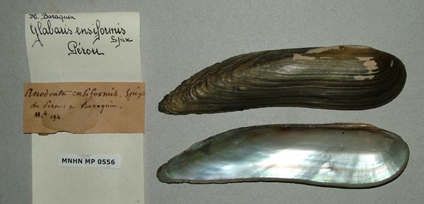 specimen