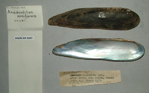 specimen