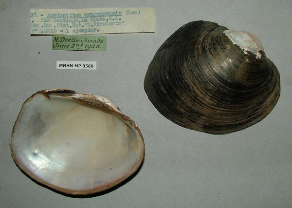 specimen