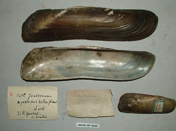 specimen
