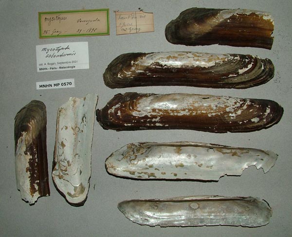 specimen