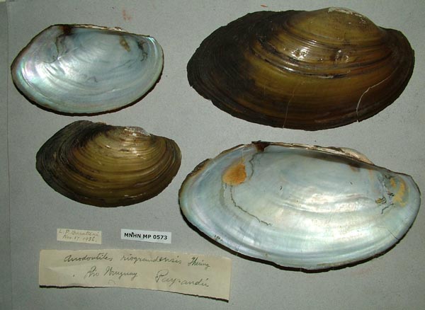 specimen