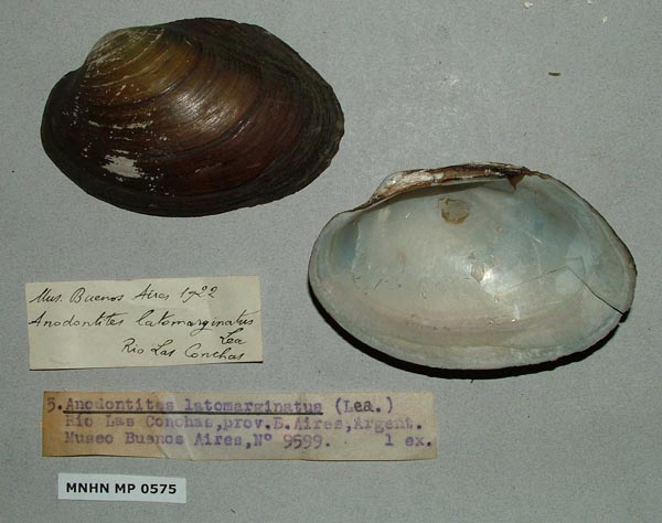 specimen