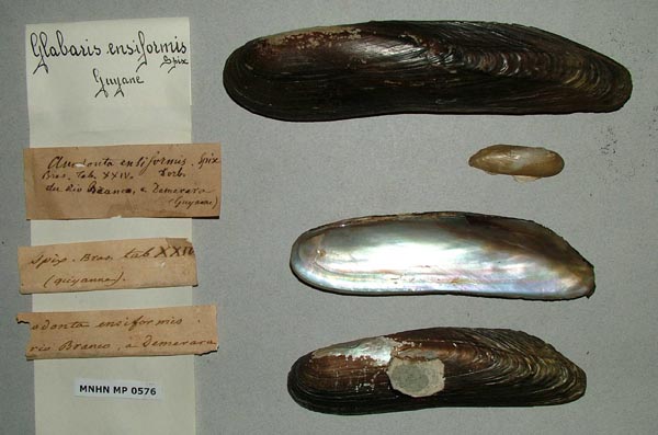 specimen