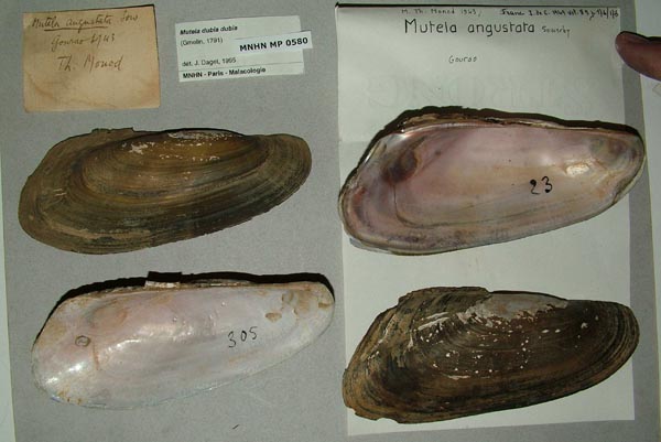specimen