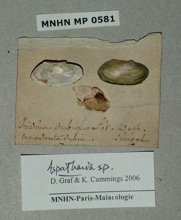 specimen