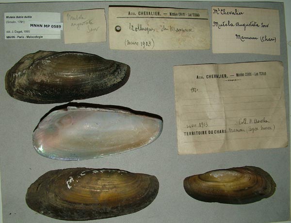 specimen