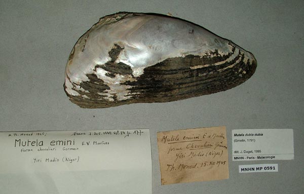 specimen