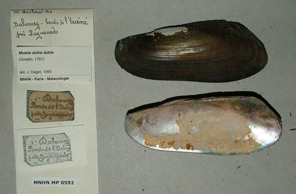 specimen