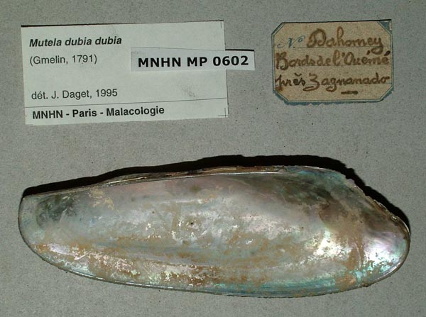 specimen