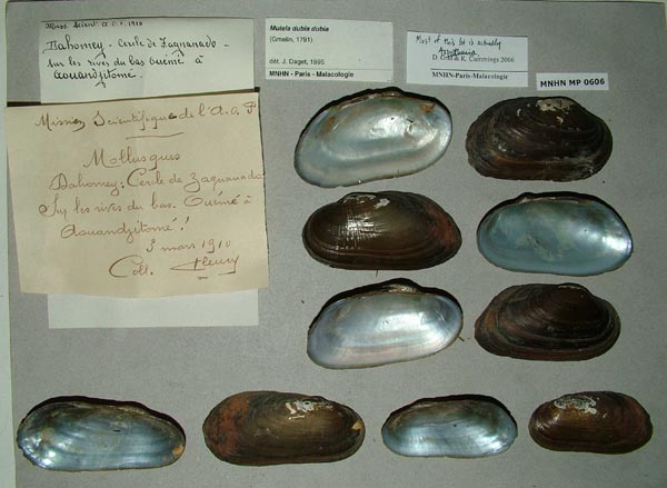 specimen