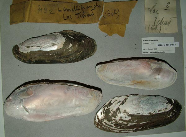 specimen
