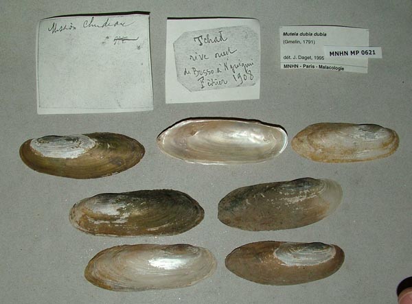 specimen
