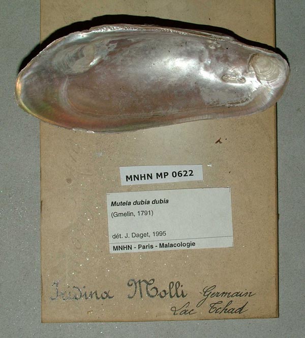specimen